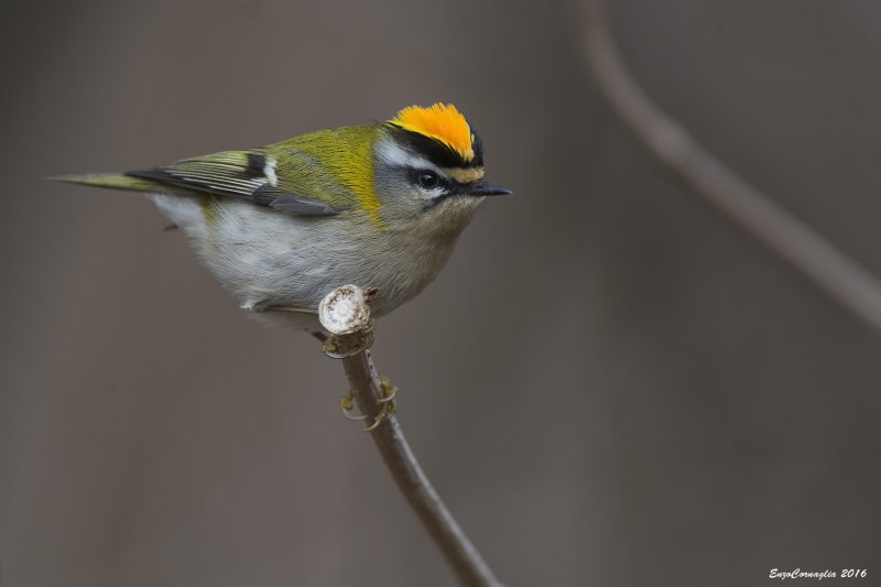 Fiorrancino (Regulus ignicapilla)