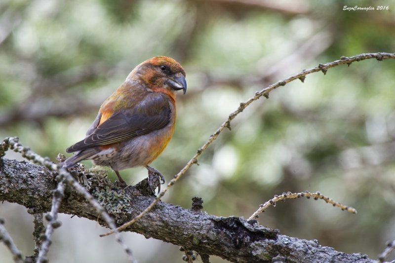 Crociere (Loxia curvirostra)