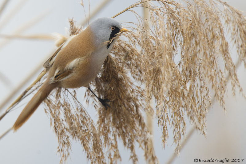 basettino (Panurus biarmicus)