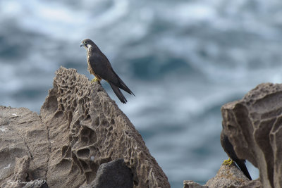 Falco della Regina - Eleonora's Falcon (Falco eleonorae)
