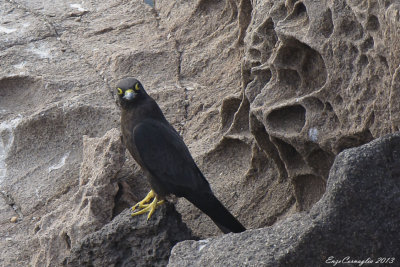 Falco della Regina - Eleonora's Falcon (Falco eleonorae)