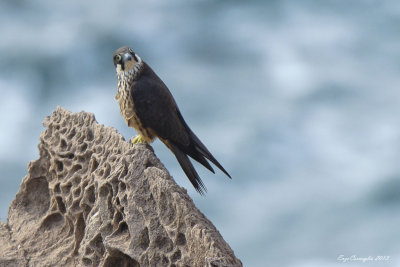 Falco della Regina - Eleonora's Falcon (Falco eleonorae)