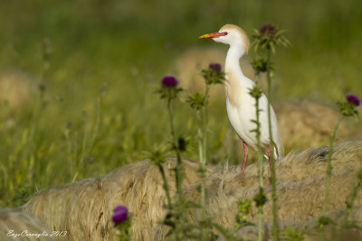 Airone guardabuoi - Cattle Egret (Bubulcus ibis)