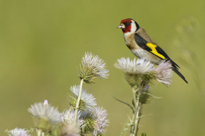 Cardellino - Goldfinch (Carduelis carduelis)