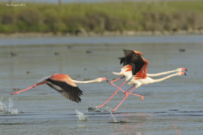 Fenicottero - Flamingo (Phoenicopterus roseus)