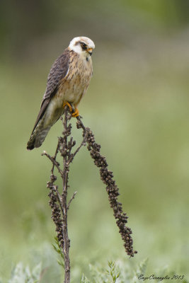 Falco cuculo - Red-footed Falcon (Falco vespertinus)
