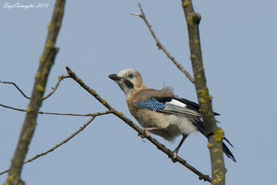 Ghiandaia (Garrulus glandarius)