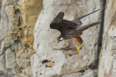 Falco della regina (Falco eleonorae)