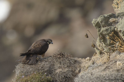 Falco della regina (Falco eleonorae)