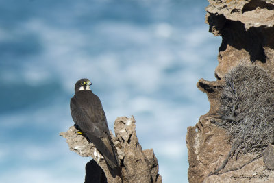 Falco della regina (Falco eleonorae)