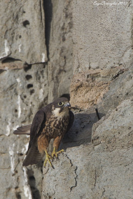 Falco della regina (Falco eleonorae)