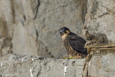 Falco della regina (Falco eleonorae)