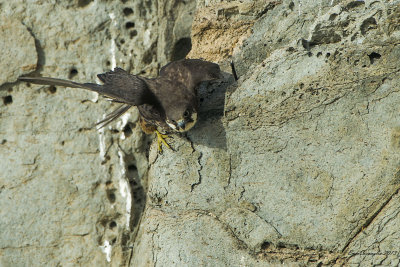 Falco della regina (Falco eleonorae)