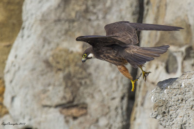 Falco della regina (Falco eleonorae)