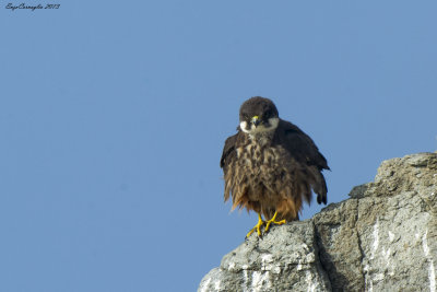 Falco della regina (Falco eleonorae)