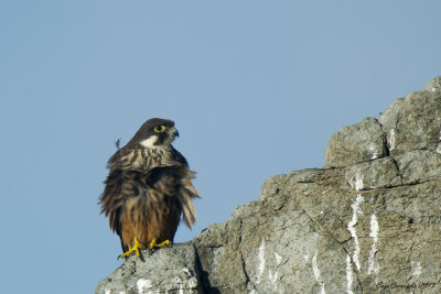 Falco della regina (Falco eleonorae)