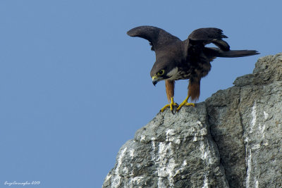 Falco della regina (Falco eleonorae)