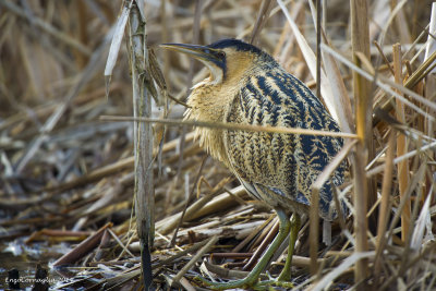 Tarabuso - Bittern (Botaurus stellaris)