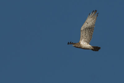 Biancone (Circaetus gallicus)