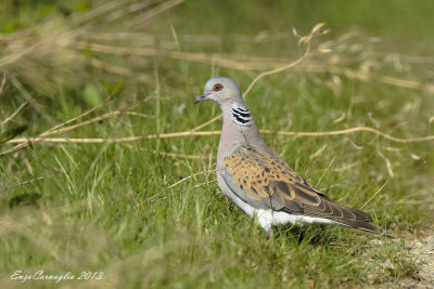 Tortora selvatica (Streptopelia turtur)