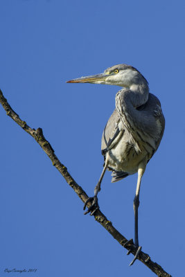 Airone cenerino (Ardea cinerea)