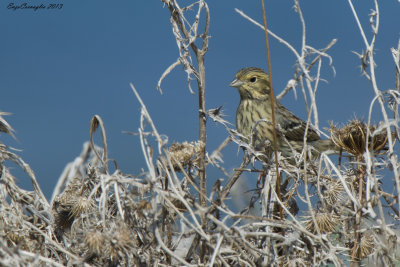 Zigolo nero (Emberiza cirlus)