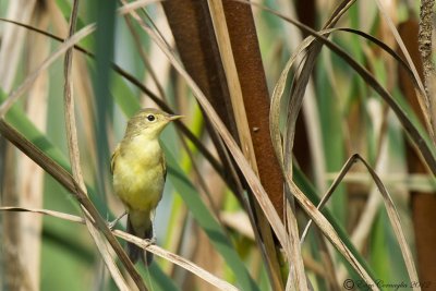 Cannaiola (Acrocephalus scirpaceus)