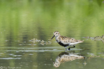 Piovanello pancianera (calidris alpina)