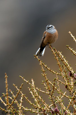 Zigolo muciatto (Emberiza cia)