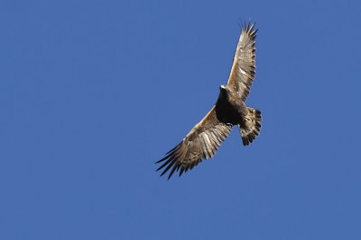 Aquila reale (Aquila chrysaetos)