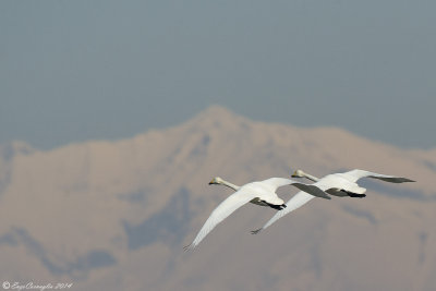 Cigno selvatico (Cygnus cygnus)