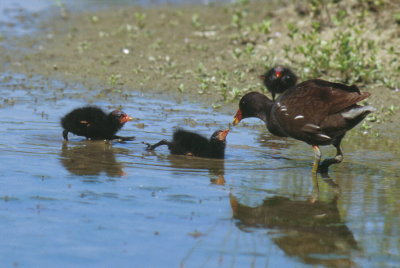 Gallinella d'acqua (Gallinula chloropus)