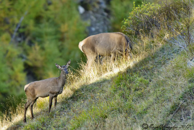 Cervo (Cervus elaphus)