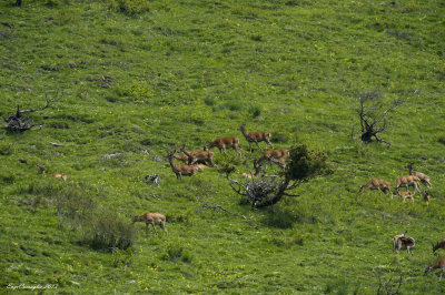 Cervo (Cervus elaphus)