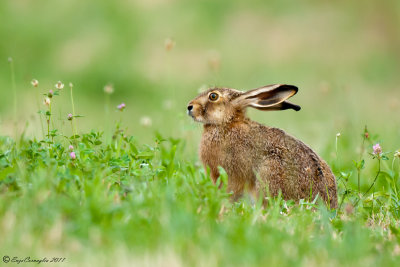 Lepre comune (Lepus europaeus)