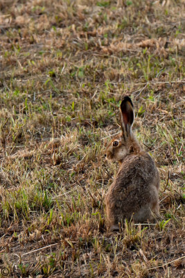 Lepre comune (Lepus europaeus)