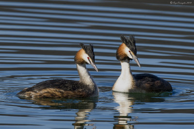 Svasso maggiore (Podiceps cristatus)