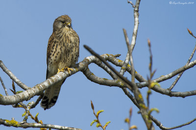 Gheppio (Falco tinnunculus)