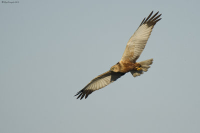 Falco di palude (Circus aeruginosus)