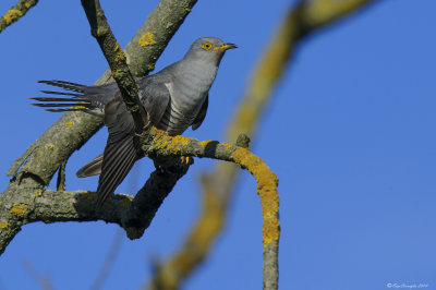 Cuculo (Cuculus canorus)