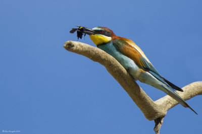 Gruccione (Merops apiaster)