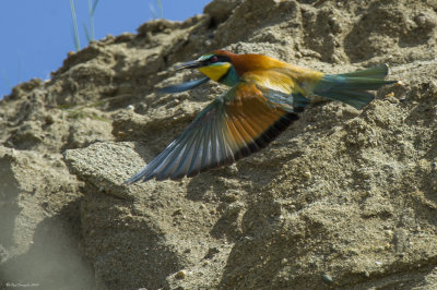 Gruccione (Merops apiaster)