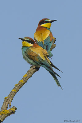 Gruccione - Bee-eater (Merops apiaster)