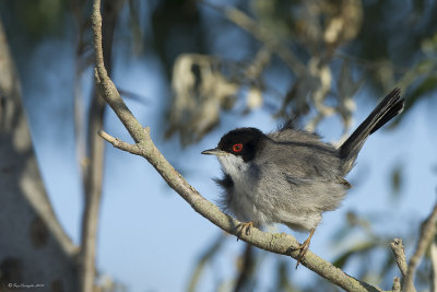 Occhiocotto m. - Sardinian Warbler (Sylvia melanocephala)