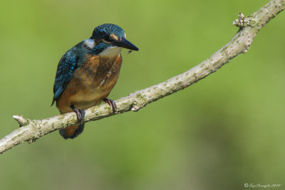 Martin pescatore - Kingfisher (Alcedo atthis)