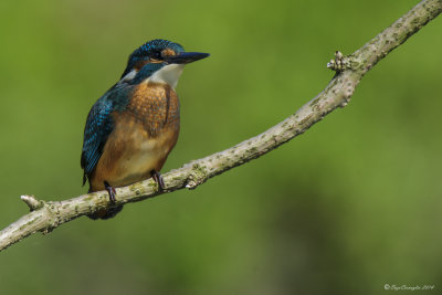 artin pescatore - Kingfisher (Alcedo atthis)