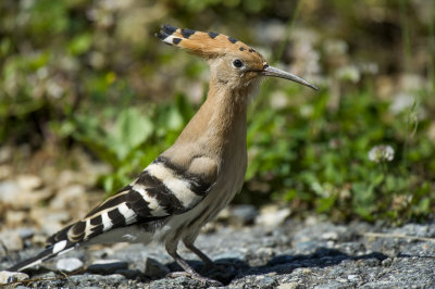 Upupa - Hoopoe (Upupa epops)