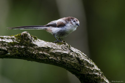 Codibugnolo juv. - Long-tailed Tit (Aegithalos caudatus)