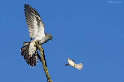 Cuculo & Cannaiola - Cuckoo & Marsh Warbler