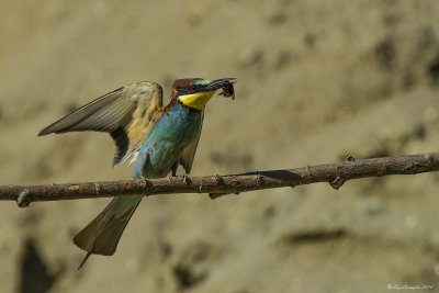 Gruccione - Bee-eater (Merops apiaster)